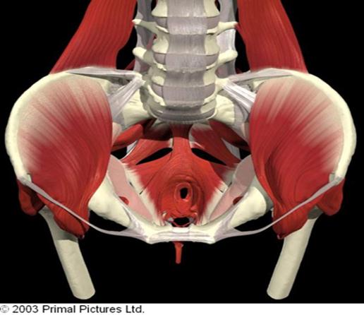 CURSO INTERNACIONAL DE BIOFEEDBACK ELETROMIOGRFICO APLICADO S